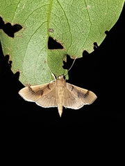 Omiodes barcalis