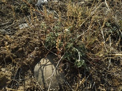 Scutellaria sieversii