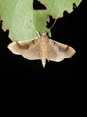 Omiodes barcalis