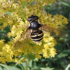 Sericomyia
