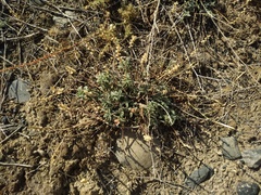 Scutellaria sieversii