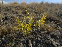 Haplophyllum perforatum