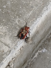 Macrosiagon octomaculata