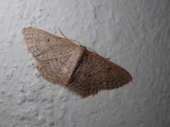 Idaea belemiata