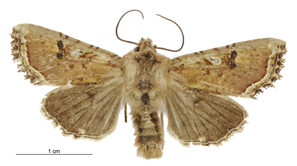 Meterana inchoata