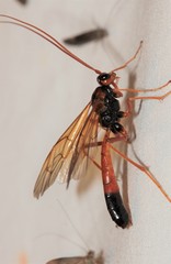 Ctenopelmatinae