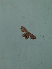 Calledapteryx dryopterata