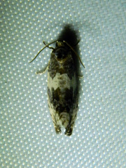 Pseudosciaphila duplex