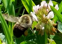 Bombus impatiens