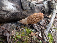 Morchella tomentosa