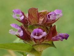 Prunella vulgaris