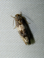 Pseudosciaphila duplex