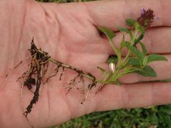 Prunella vulgaris