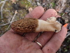 Morchella tomentosa