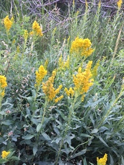 Solidago spectabilis