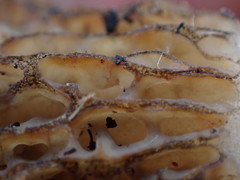 Morchella tomentosa