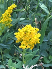 Solidago spectabilis