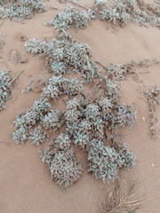 Convolvulus secundus