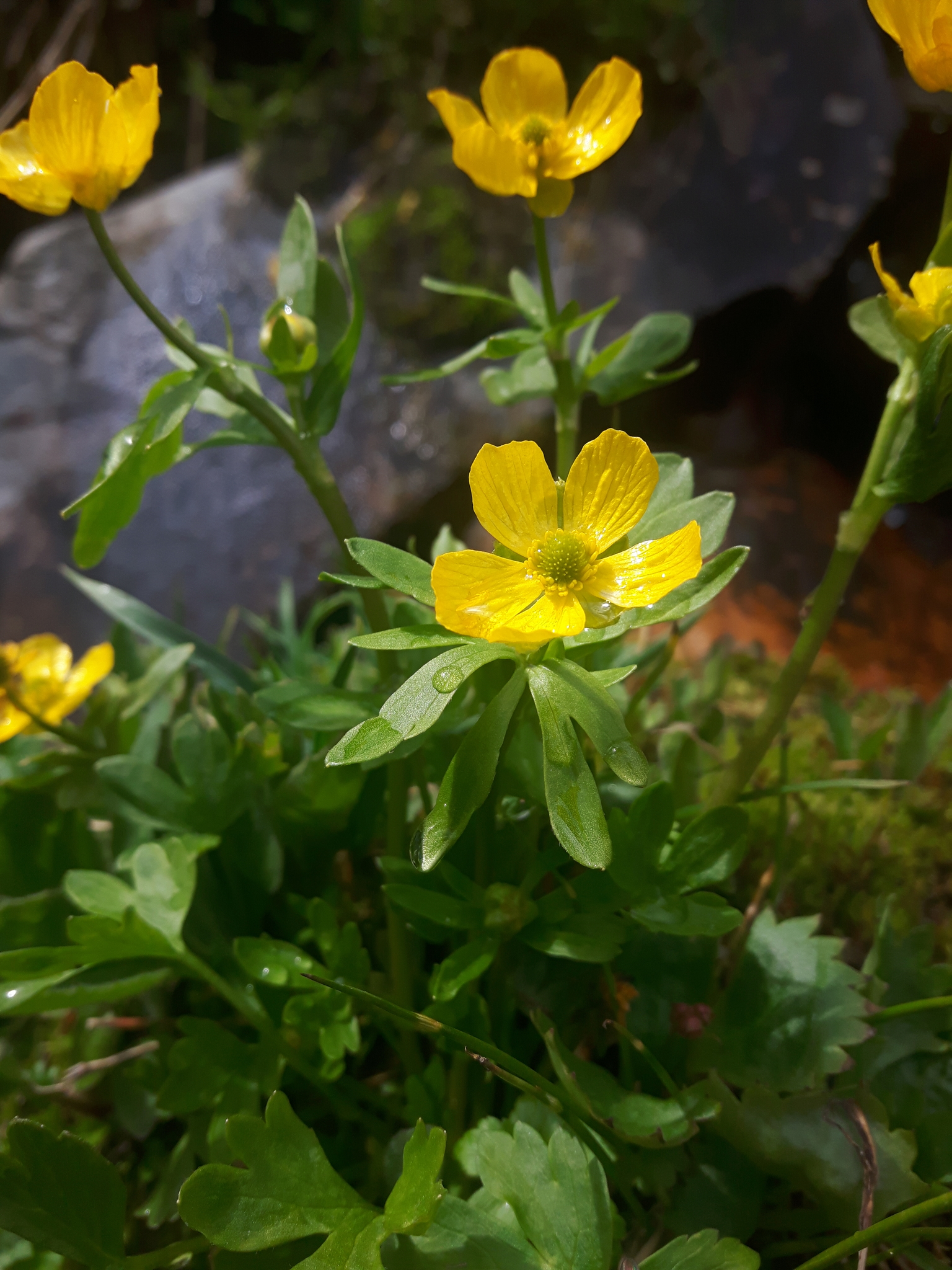 Ranunculus eschscholtzii var. eschscholtzii