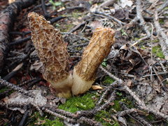 Morchella tomentosa