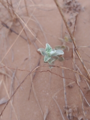 Convolvulus secundus