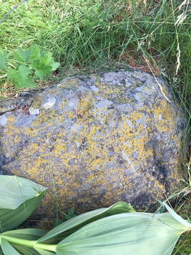 iNaturalist observation photo of Common Sunburst Lichen