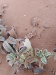 Convolvulus secundus