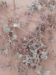 Convolvulus secundus