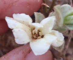Convolvulus secundus