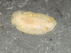 Cadlina modesta