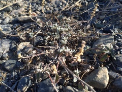 Scutellaria sieversii