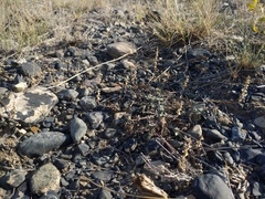 Scutellaria sieversii