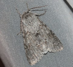 Acronicta americana