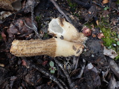 Morchella tomentosa