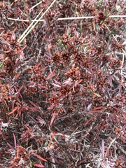 Polygonum paronychia