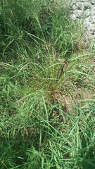 Digitaria cognata