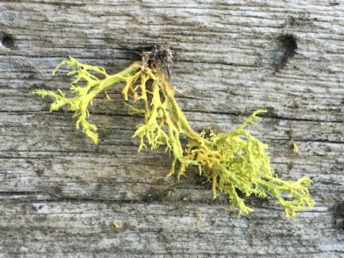 iNaturalist observation photo of wolf lichen
