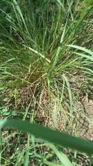 Digitaria cognata