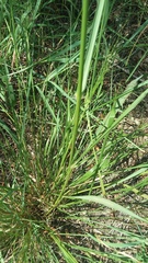 Digitaria cognata