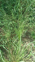 Digitaria cognata