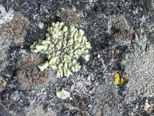 iNaturalist observation photo of rosette lichens