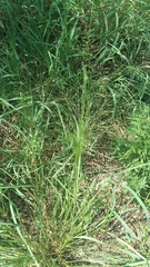 Digitaria cognata