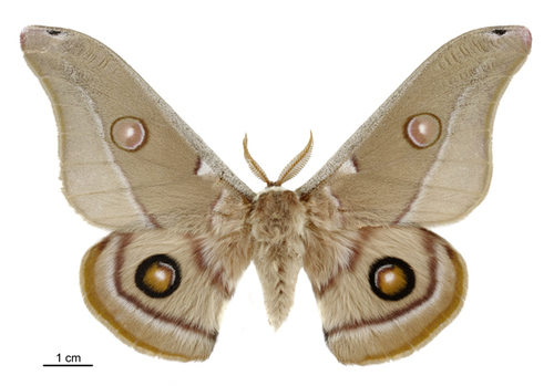 Emperor Gum Moth photo 4