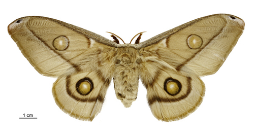 Emperor Gum Moth photo 5