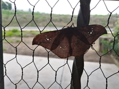 Copaxa multifenestrata