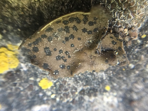 iNaturalist observation photo of Emery Rocktripe Lichen