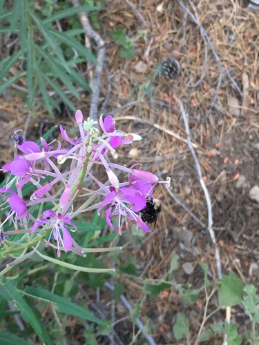 iNaturalist observation photo of Yellow-faced Bumble Bee