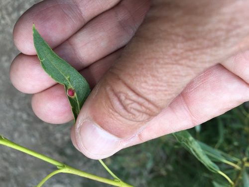 iNaturalist observation photo of Willow Apple Gall Sawfly