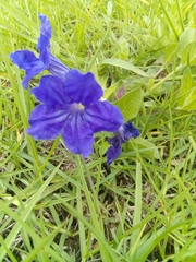 Ruellia lactea