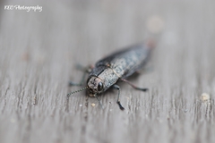 Poecilonota cyanipes